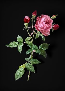 Blooming Provence Rose