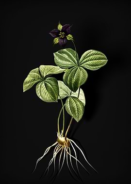 Trillium Rhomboideum