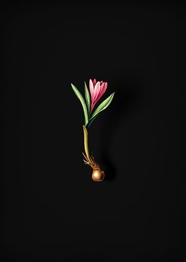 Spring Meadow Saffron