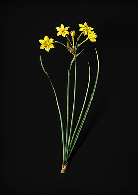 Rush Daffodil
