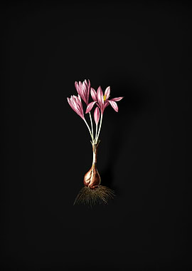 Vintage Autumn Crocus