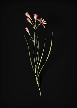 Vintage Amaryllis Montana