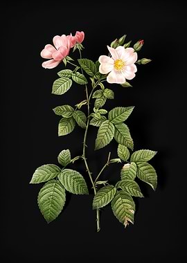 Red Bramble Leaved Rose