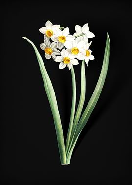 Narcissus Easter Flower