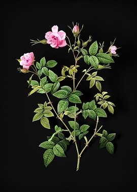 Pink Flowering Rosebush