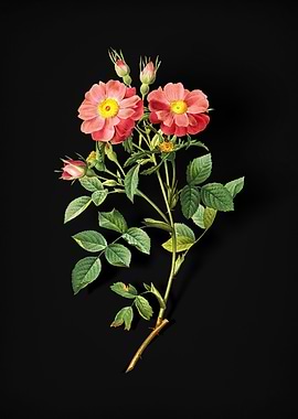 Queen Elizabeths Rose