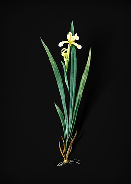 Vintage Yellow Banded Iris