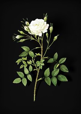 White Rose of Rosenberg
