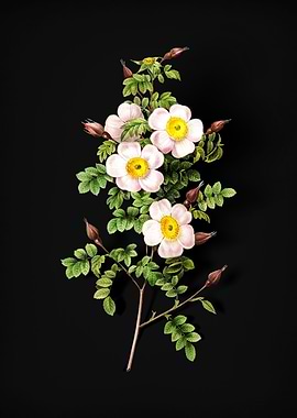 Thornless Burnet Rose