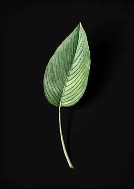 Powdery Alligator Flag