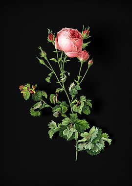 Celery Leaved Cabbage Rose