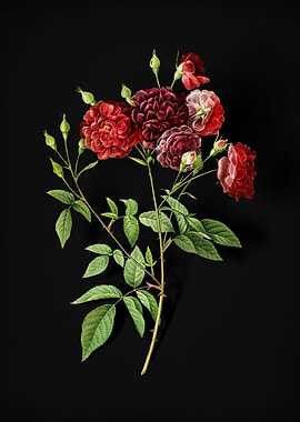 Vintage Ternaux Rose Bloom