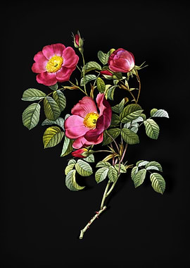 Rose of Love in Bloom