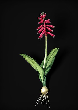 Vintage Lachenalia Pendula