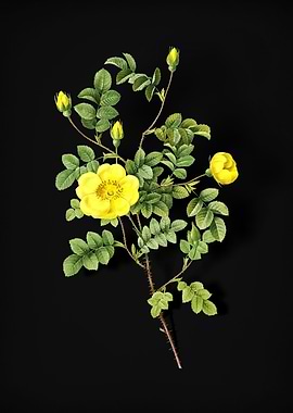 Yellow Sweetbriar Rose