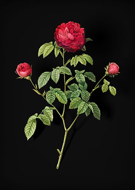 Agatha Rose in Bloom