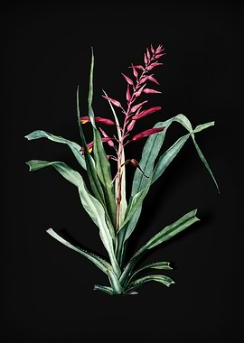 Pitcairnia Bromeliaefolia