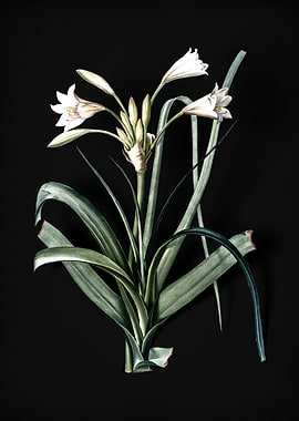 Malgas Lily