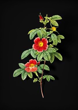 Blooming Single May Rose