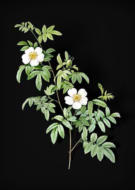 Blooming Musk Rose