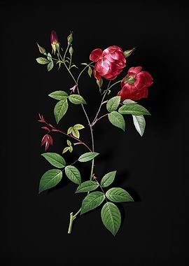 Velvet China Rose