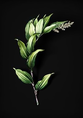 Vintage Treacleberry