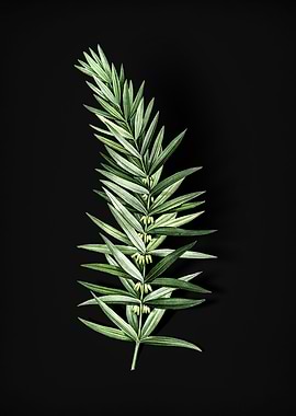 Whorled Solomons Seal