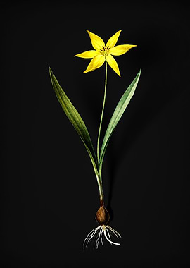 Vintage Tulipa Celsiana