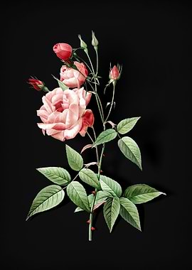 Common Rose of India