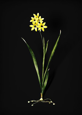 Ixia Fusco Citrina