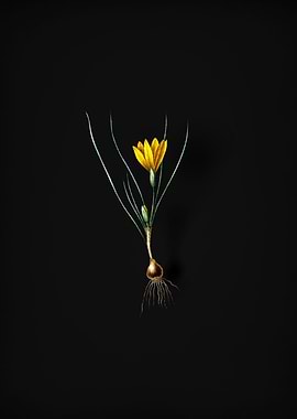 Vintage Ixia Filifolia