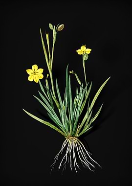 Vintage Yellow Eyed Grass