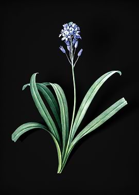 Vintage Spanish Bluebell