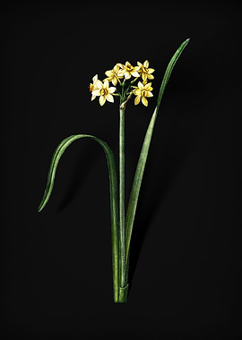 Cowslip Cupped Daffodil