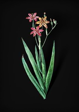 Vintage Blackberry Lily