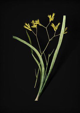 Anigozanthos Flavida