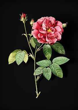 Blooming French Rose