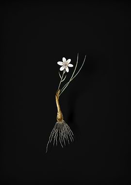 Vintage Snowdon Lily