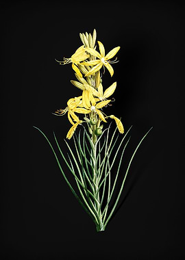 Blooming Yellow Asphodel