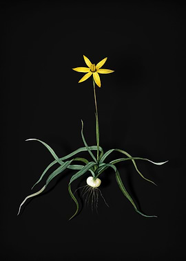 Vintage Hypoxis Stellata
