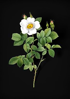 Twin Flowered White Rose
