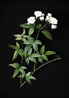 Vintage Lady Banks Rose