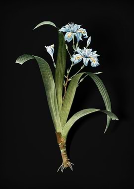 Vintage Iris Fimbriata