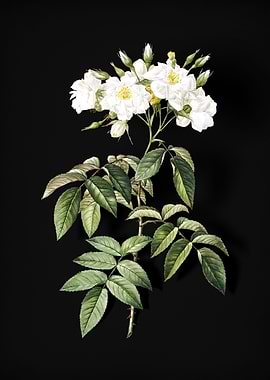 Blooming Musk Rose