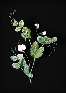 Vintage White Pea Flower