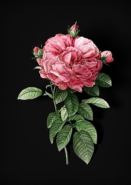 Vintage Giant French Rose