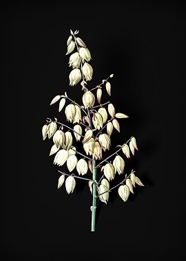 Vintage Adams Needle