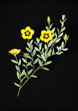 Vintage Rosa Persica