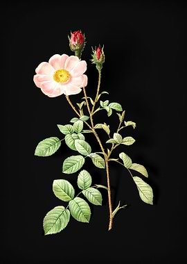 Vintage Sparkling Rose