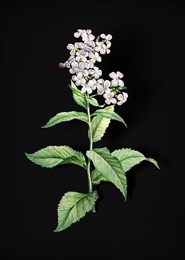 White Gillyflower Bloom